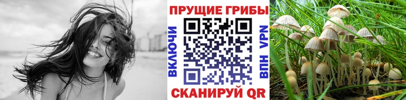 Галлюциногенные грибы Psilocybe  Кимры 